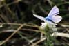 Fluturele - Polyommatus Icarus
