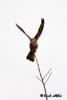 Vanturelul rosu ( Falco tinnunculus )