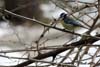 Pitigoiul albastru ( Parus caeruleus )