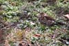 Sturzul cantator (Turdus philomelos)