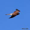 Vanturelul rosu (Falco tinnunculus)