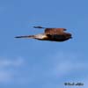 Vanturelul rosu (Falco tinnunculus)