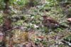 Sturzul cantator (Turdus philomelos)
