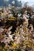 Stuf, trestie (Phragmites australis)