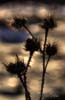 Ciulinul (Carduus nutans)
