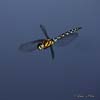 Libelula Dragonfly (Anisoptera)